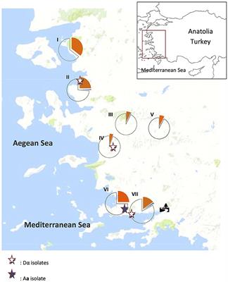 Cryptococcus neoformans Recovered From Olive Trees (Olea europaea) in Turkey Reveal Allopatry With African and South American Lineages